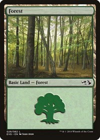 Forest - Evg