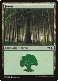 Forest - Evg