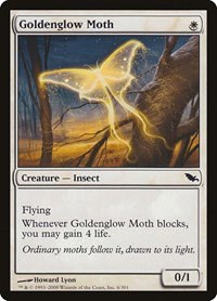 Goldenglow Moth - Normal Goldenglow Moth