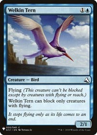 Welkin Tern - Normal Welkin Tern