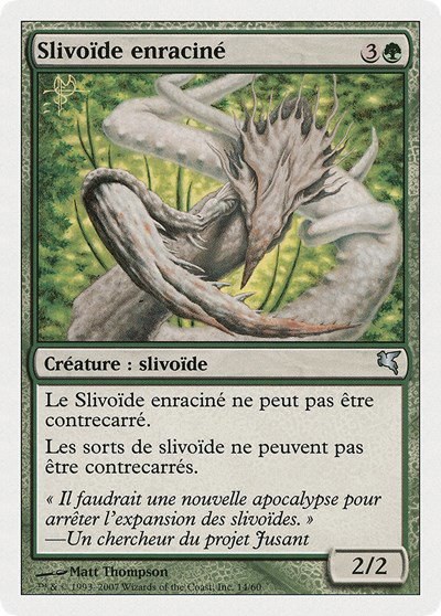 Root Sliver (French) - "Slivoïde enraciné" - French