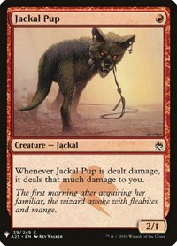 Jackal Pup - Normal Jackal Pup