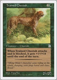 Trained Cheetah - Normal Trained Cheetah