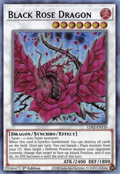 Black Rose Dragon - Purple