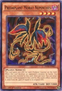 Predaplant Moray Nepenthes - Unlimited