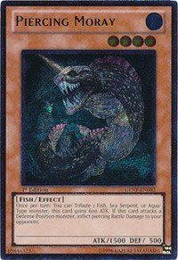 Piercing Moray - Utr Unlimited