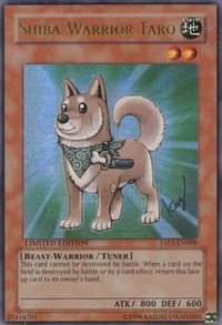 Shiba-Warrior Taro