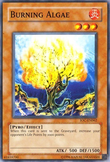 Burning Algae