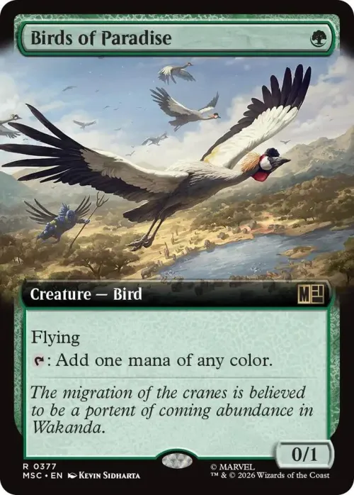 Birds of Paradise