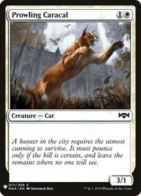 Prowling Caracal - Normal Prowling Caracal