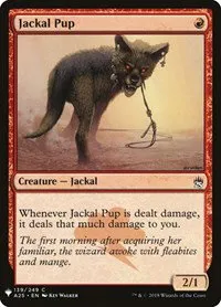 Jackal Pup - Normal Jackal Pup