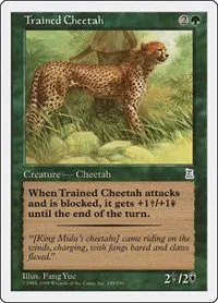 Trained Cheetah - Normal Trained Cheetah