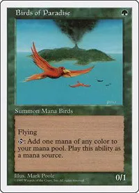 Birds of Paradise
