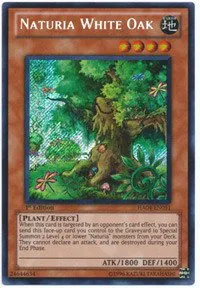 Naturia White Oak - 1st Edition