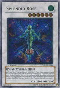 Splendid Rose - Utr Unlimited
